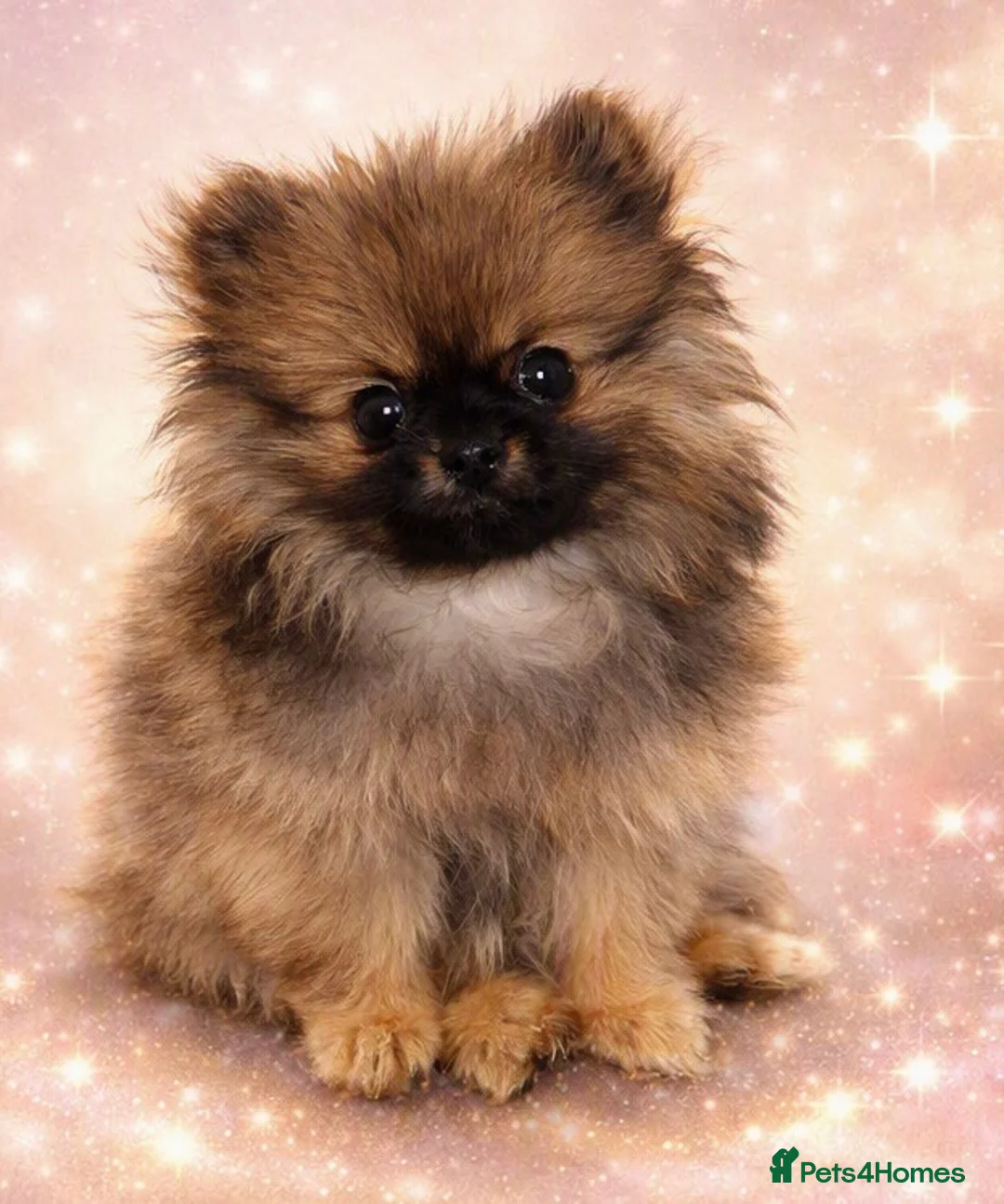 Pomeranian dogs for sale: 3 month old female Pomeranian - Advert 1