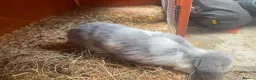 Mixed Breed rabbits for sale: Mix rabbits please read listing  - Advert 2