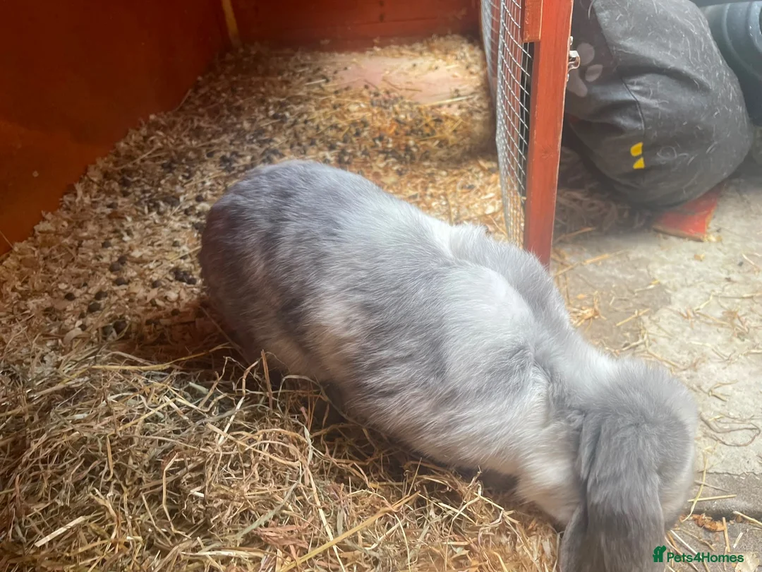 Mixed Breed rabbits for sale: Mix rabbits please read listing  - Advert 2