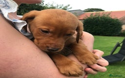 Labrador Retriever dogs for sale: Fox Red Labrador Puppies for sale - Image 5