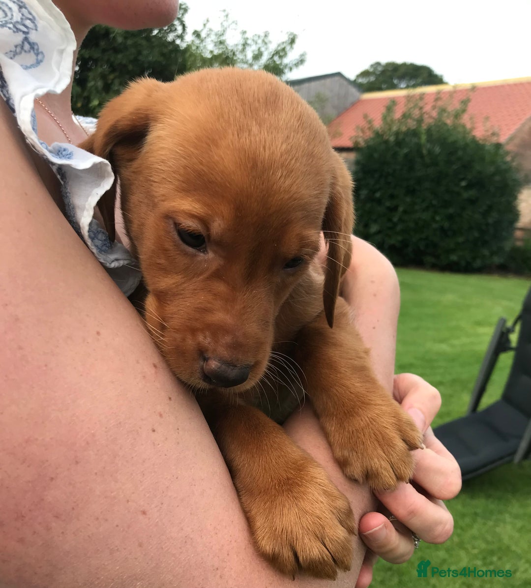 Labrador Retriever dogs for sale: Fox Red Labrador Puppies for sale - Image 5