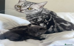 British Shorthair cats for sale: 2 Kittens Left - Image 12