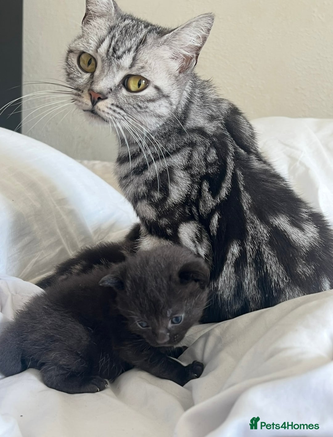 British Shorthair cats for sale: 2 Kittens Left - Image 12