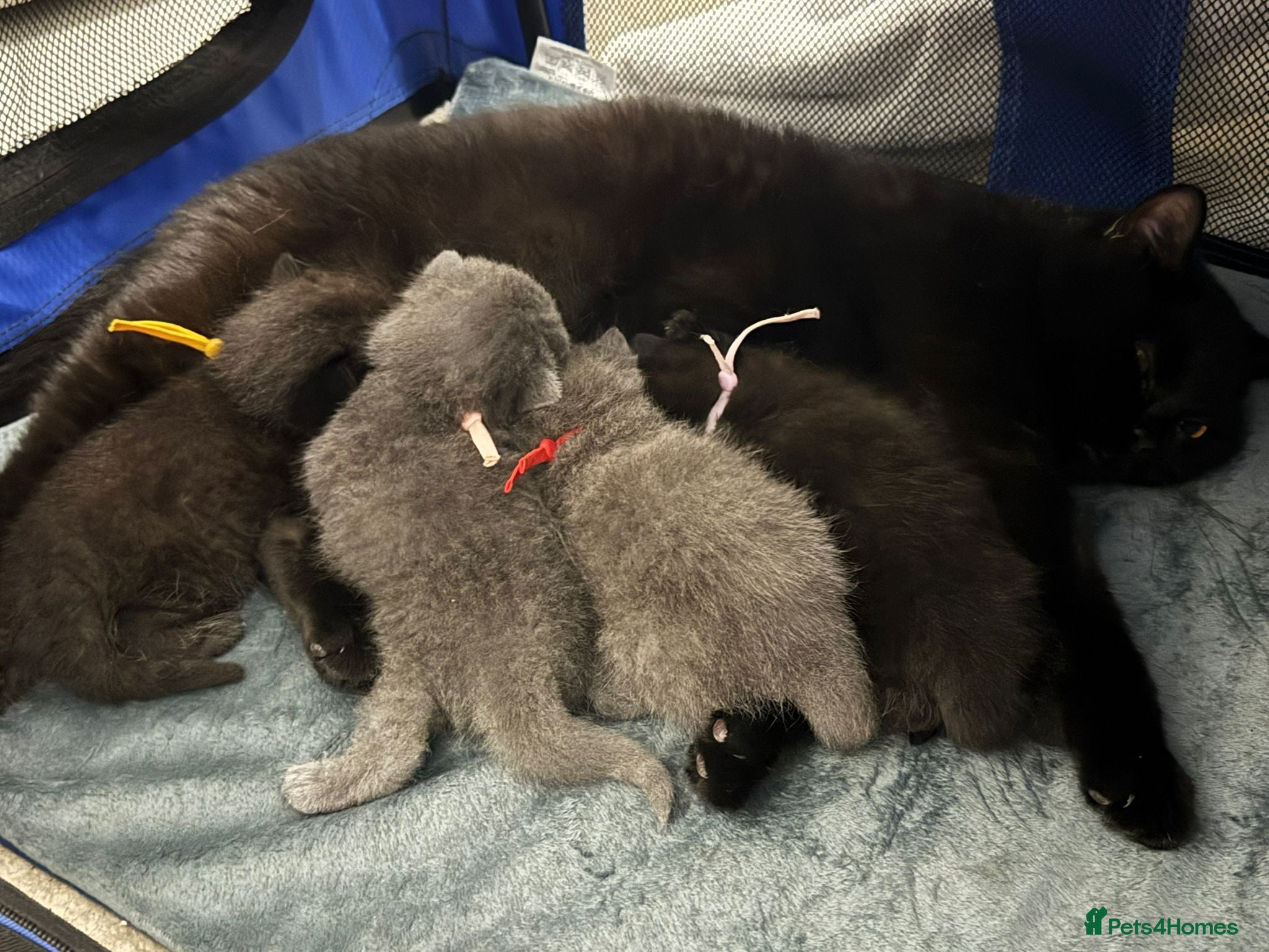 British Shorthair cats Ready to reserve chunky british shorthair - Advert 6