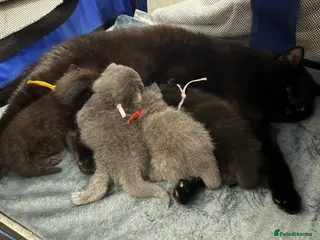 British Shorthair cats Ready to reserve chunky british shorthair - Advert 3