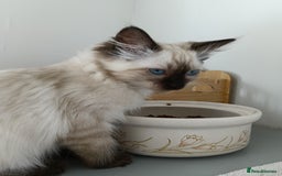 Ragdoll cats for sale: GCCF registered seal and chocolate ragdoll kittens - Image 6