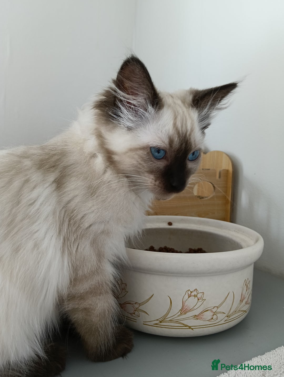 Ragdoll cats for sale: GCCF registered seal and chocolate ragdoll kittens - Image 6