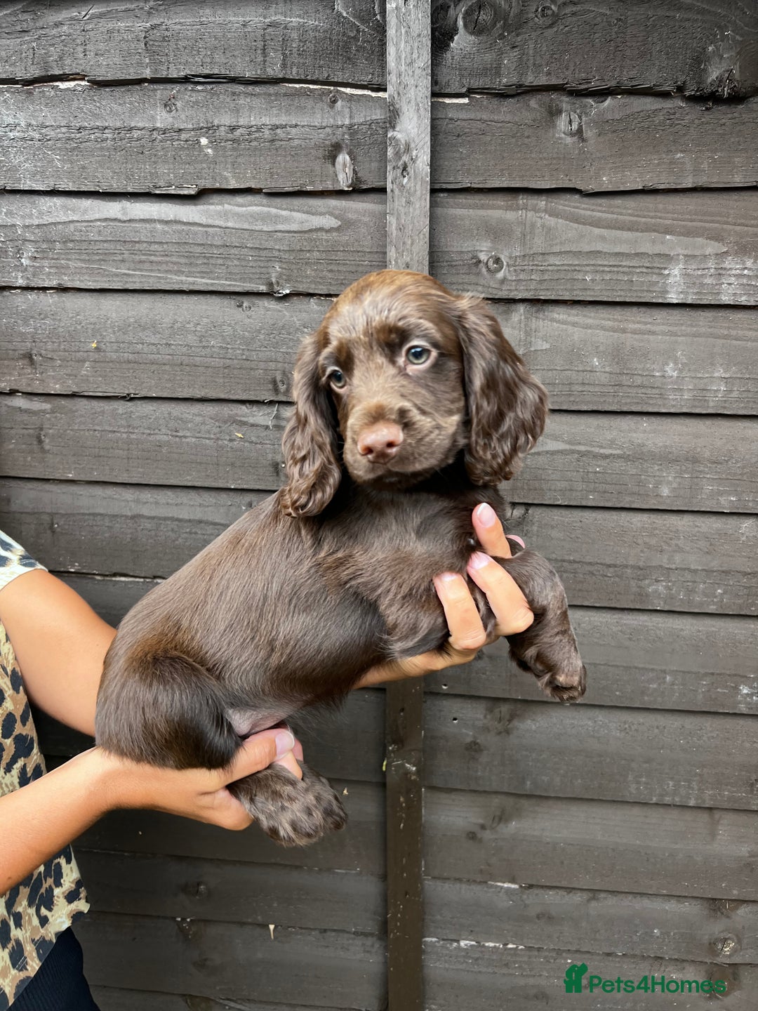 Cocker Spaniel dogs for sale: Cocker spaniel female puppies  - Image 20
