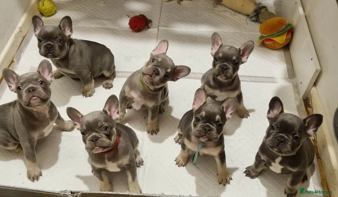 French Bulldog dogs for stud: 🔥Silver Health Tested 🔥 L4 FLUFFY Carrier in Glasgow - Advert 3