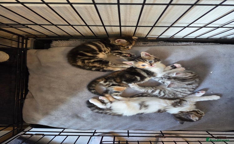 Mixed Breed cats - Advert 4