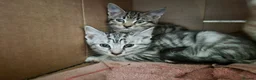 British Shorthair cats for sale: Kittens for sale in Llandudno Junction - Advert 1