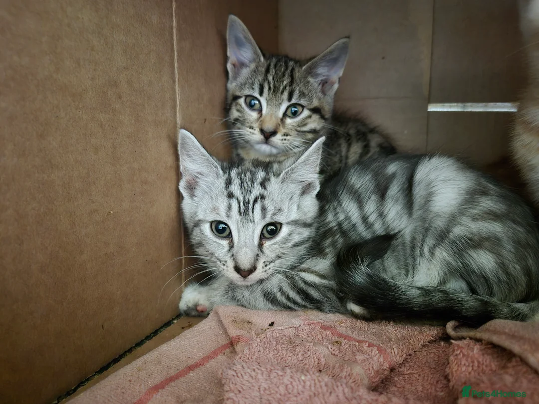 British Shorthair cats for sale: Kittens for sale in Llandudno Junction - Advert 1