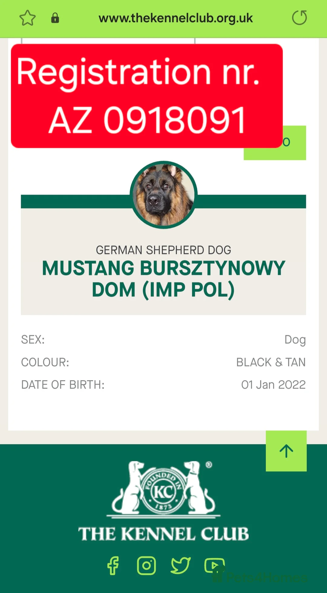 German Shepherd dogs for stud: STUD Mustang german shepherd KC  in Stoke-on-Trent - Advert 16