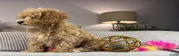 Maltipoo dogs for sale: OAKWELL RETRIEVERS ON INSTAGRAM  - Advert 13