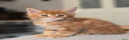 Maine Coon cats for sale: Red Tabby Maine Coons  - Advert 16