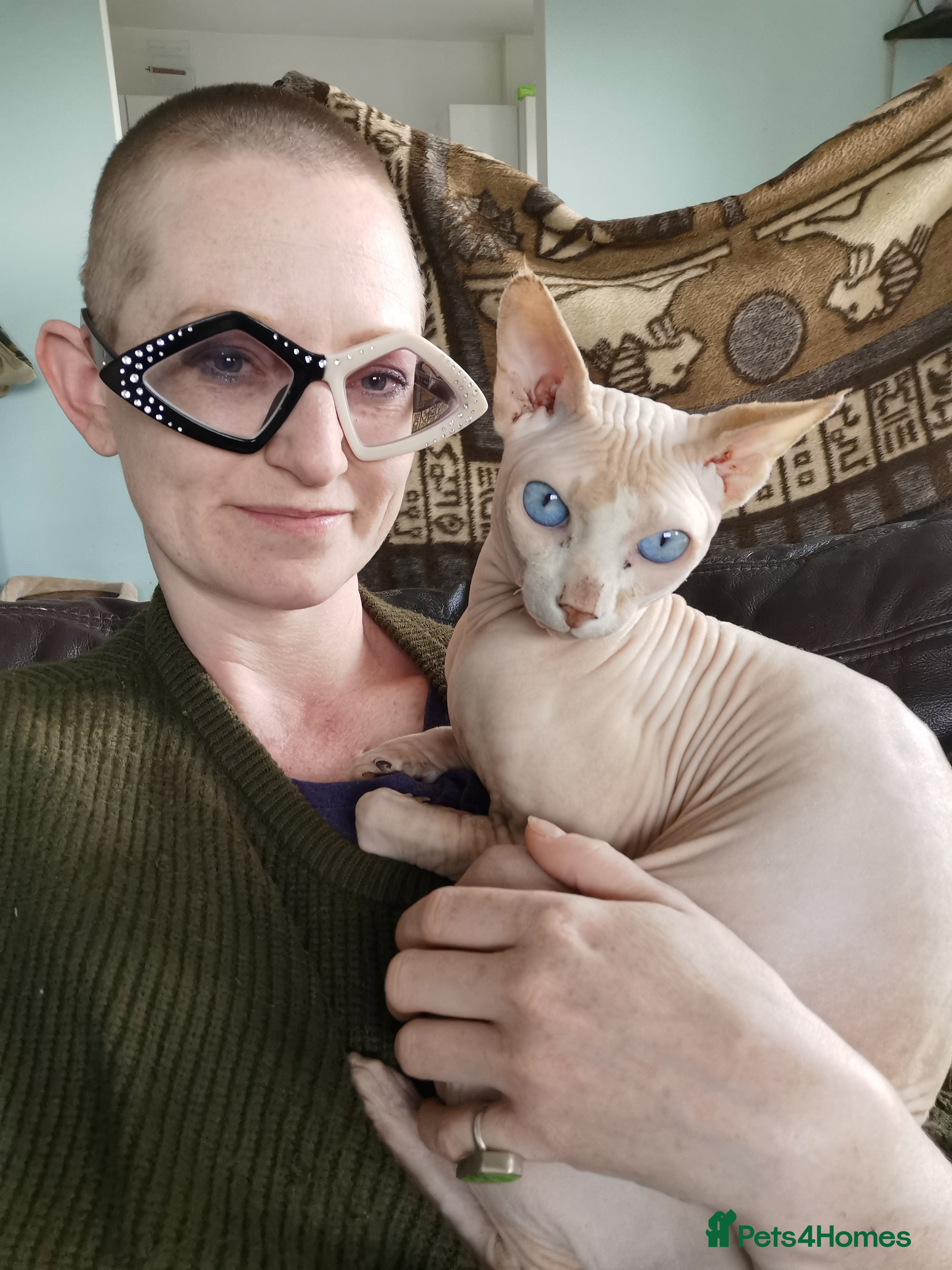Sphynx cats Sphynx boy for stud  in Southampton - Advert 1
