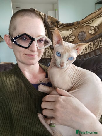 Sphynx cats Sphynx boy for stud in Southampton - Advert 15