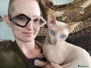 Sphynx cats Sphynx boy for stud in Southampton - Advert 2