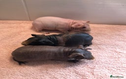 Guinea Pig rodents for sale: Super Skinny Pig Boars - Image 9