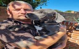 Cane Corso dogs for sale: Italian cane corso puppies  - Image 4