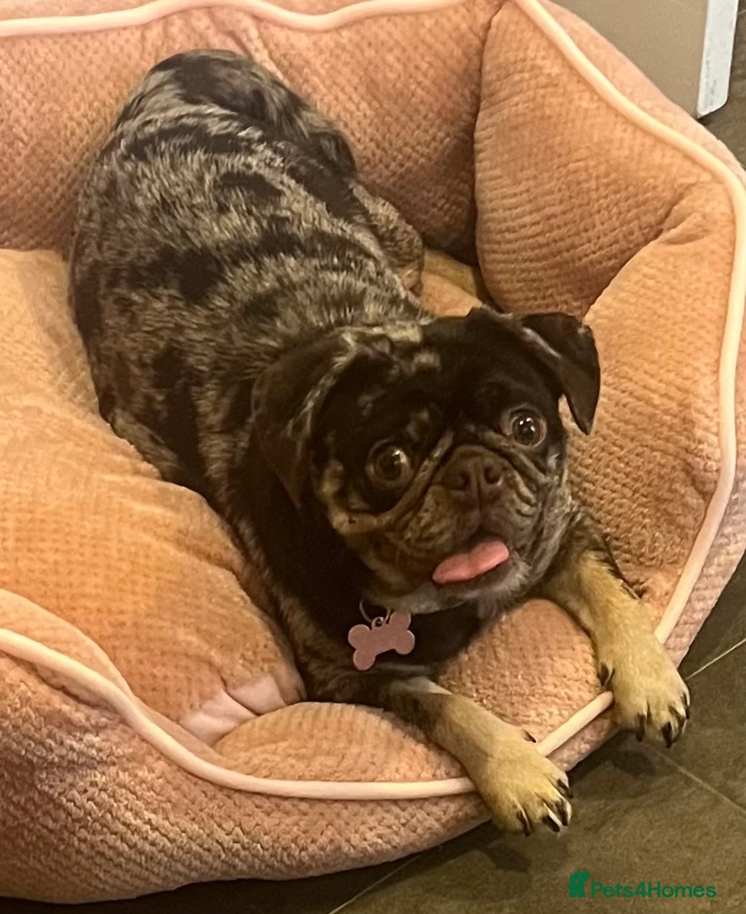 Pug dogs for sale: Beautiful Chocolate Merle female  - Advert 8