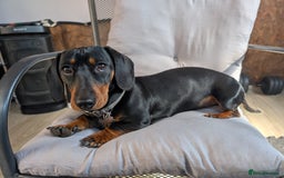 Miniature Dachshund dogs for stud: STUD - KC REG Mini Dachshund -PROVEN - Image 7