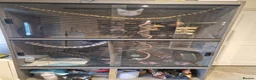 Sugar Glider rodents for sale: Trio of sugar gliders in Verwood - Advert 3