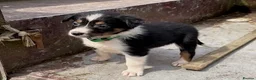 Mixed Breed dogs for sale: Welsh Sheepdog Cross Puppies - Advert 7