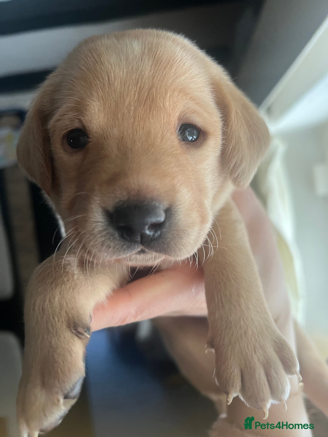 Labrador Retriever dogs for sale: Pedigree KCRegistered Labrador Pups-FoxRed & Black - Advert 8