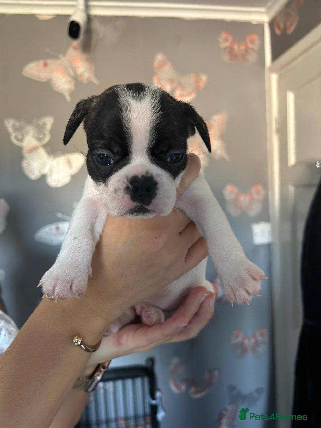 French Bulldog dogs for sale: Puppys  - Advert 11