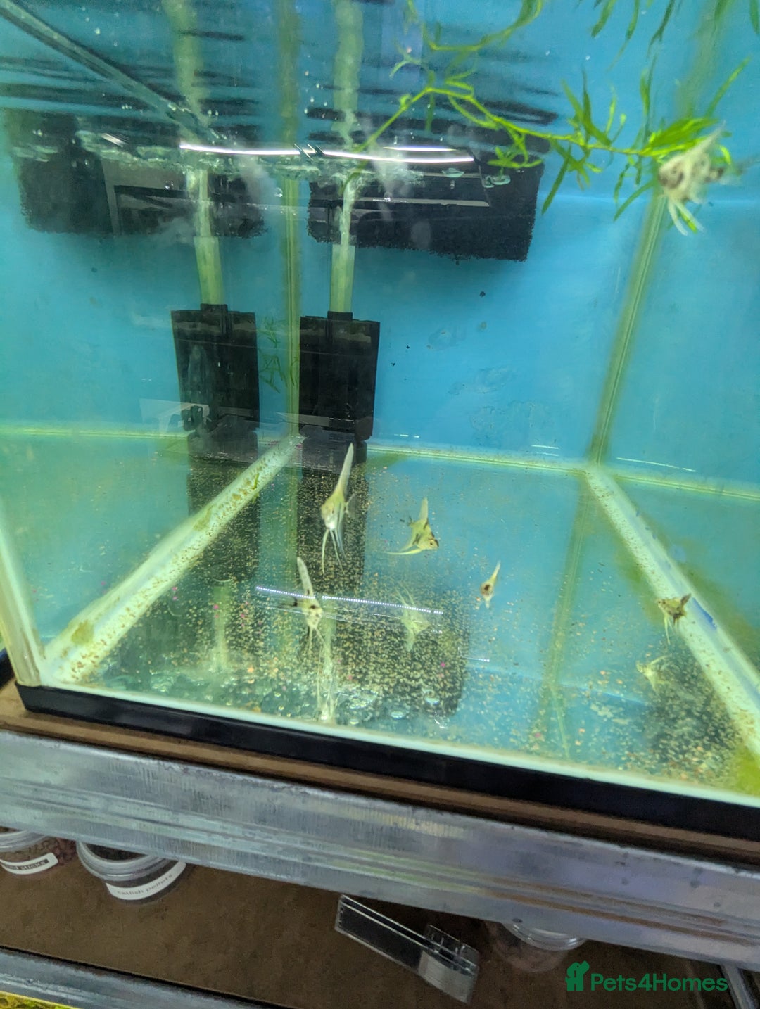Bettas fish for sale: Tropical fish,betta samurai,angels,kribs,bn plecos - Image 9