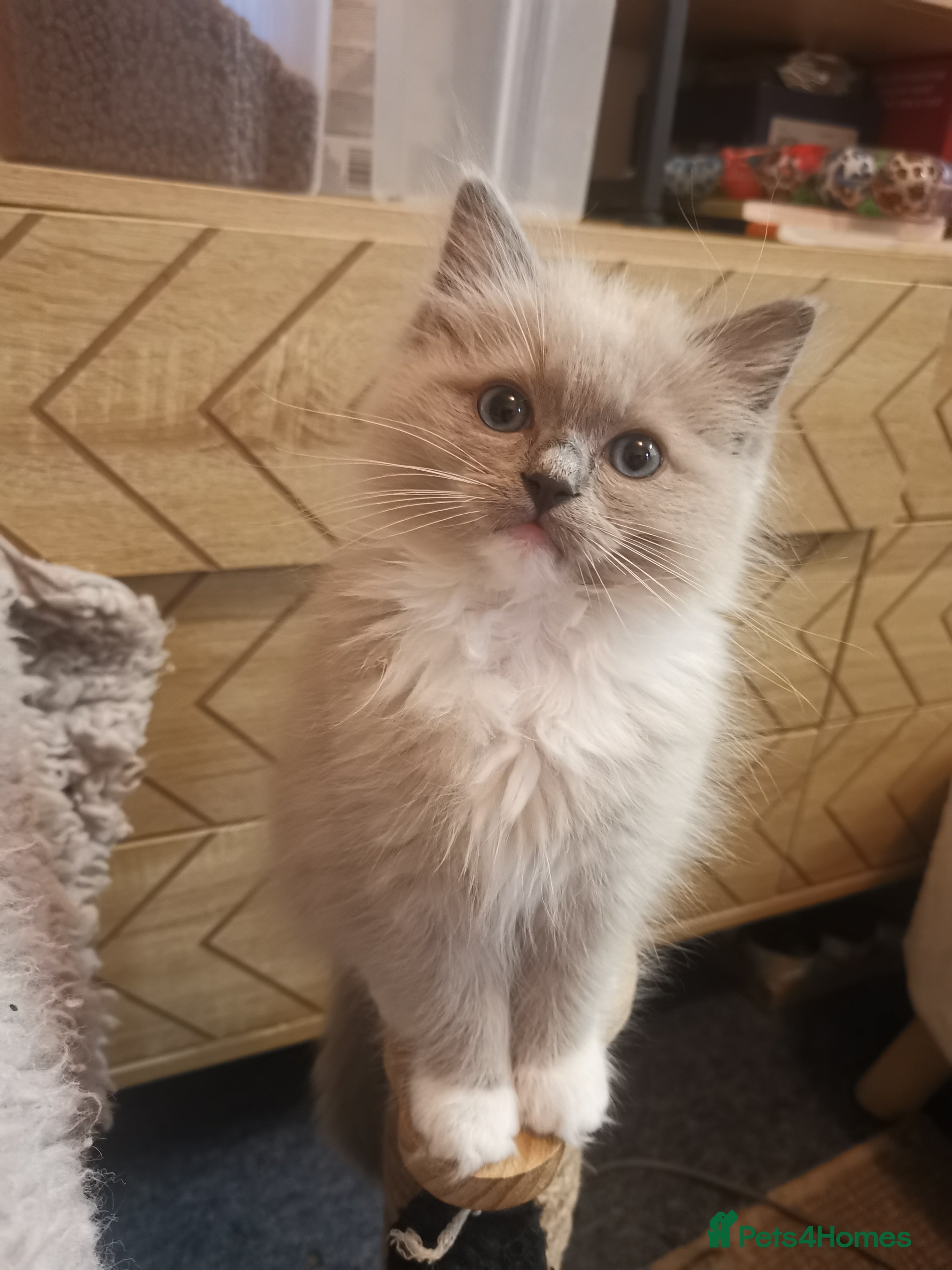 Ragdoll cats Stunning TICA Ragdoll Kittens - Mink, Sepia,  - Advert 15