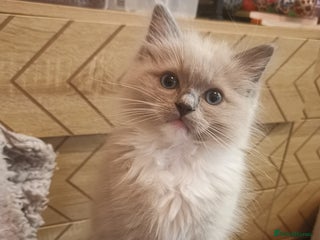 Ragdoll cats Stunning TICA Ragdoll Kittens - Mink, Sepia, - Advert 15