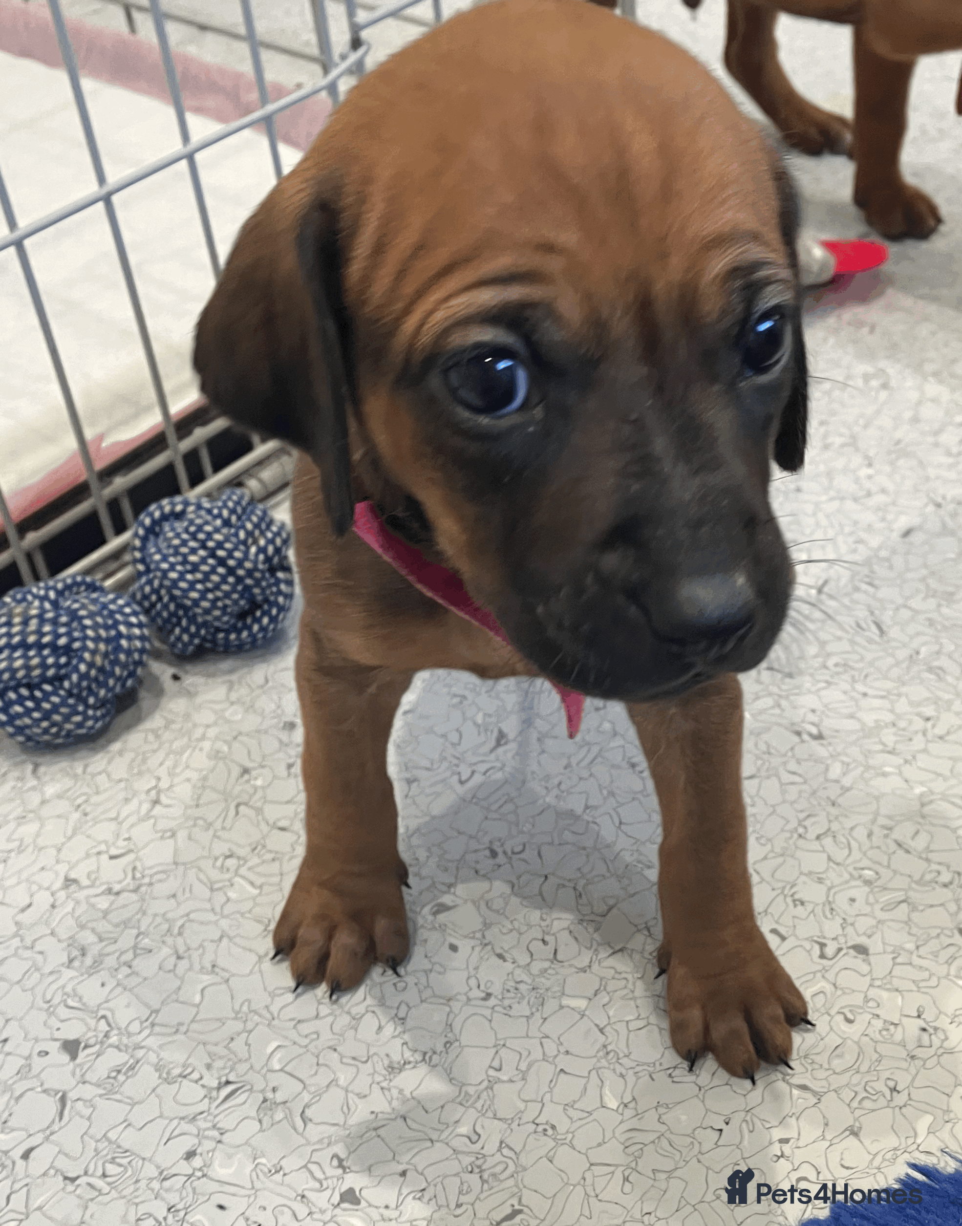 Rhodesian Ridgeback dogs *1 SNAZZY, INDEPENDENT GIRL LEFT*READY END OF JAN - Advert 1