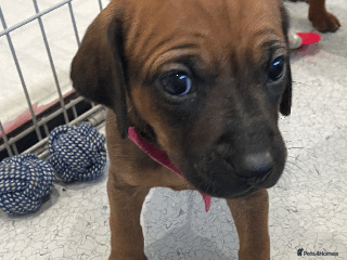 Rhodesian Ridgeback dogs *1 SNAZZY, INDEPENDENT GIRL LEFT*READY END OF JAN - Advert 1