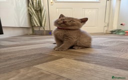 British Shorthair cats for sale: British shorthair kittens - Image 16