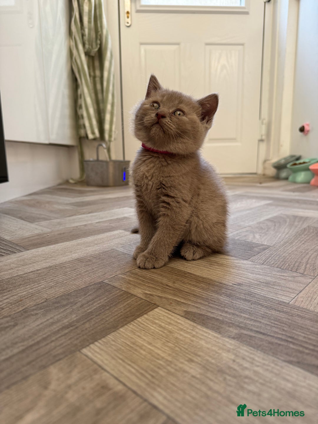 British Shorthair cats for sale: British shorthair kittens - Image 16