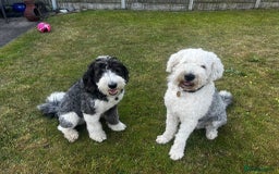 Sheepadoodle dogs for sale: Sheepadoodle Puppies -4 Female, 3 Male - Image 32