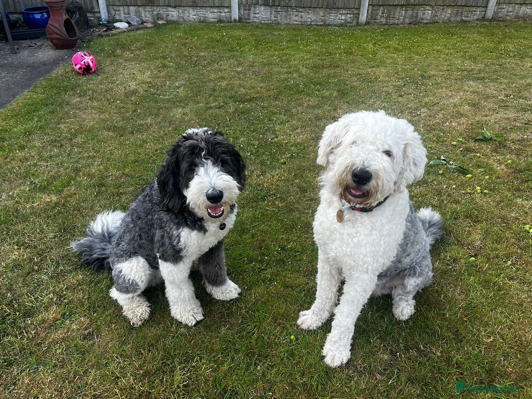 Sheepadoodle dogs for sale: Sheepadoodle Puppies -4 Female, 3 Male - Image 32