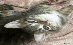 Mixed Breed cats for sale: 6 Of the cutest kittens ever !  - Image 34