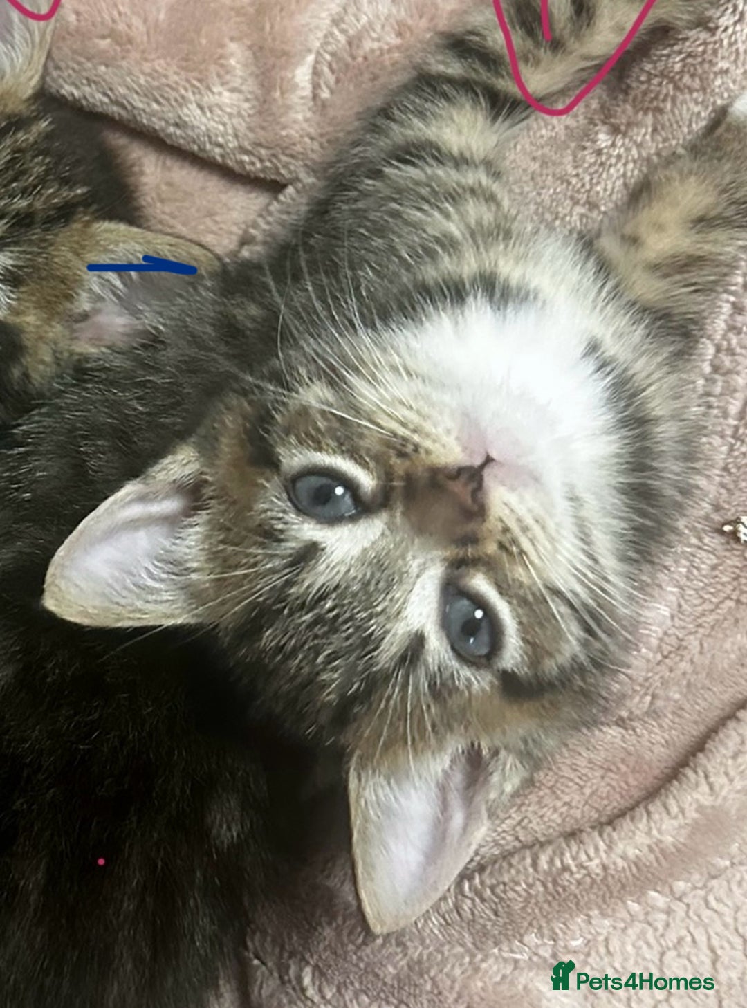 Mixed Breed cats for sale: 6 Of the cutest kittens ever !  - Image 34