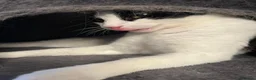 Domestic Shorthair cats for adoption: Young rescue cat looking for her own home - Advert 4