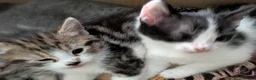 Mixed Breed cats for sale: Kittens for sale  in Birmingham - Advert 12
