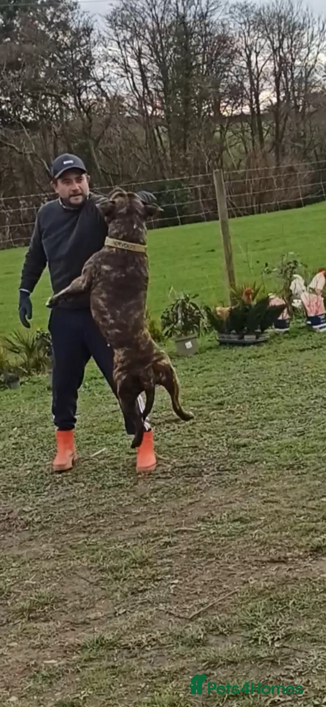 American Bulldog dogs for stud: STUD! Brindle american bulldog  in Newton Abbot - Advert 2