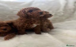 Cavapoo dogs for sale: Mixed litter of adorable cavapoo puppies - Advert 7