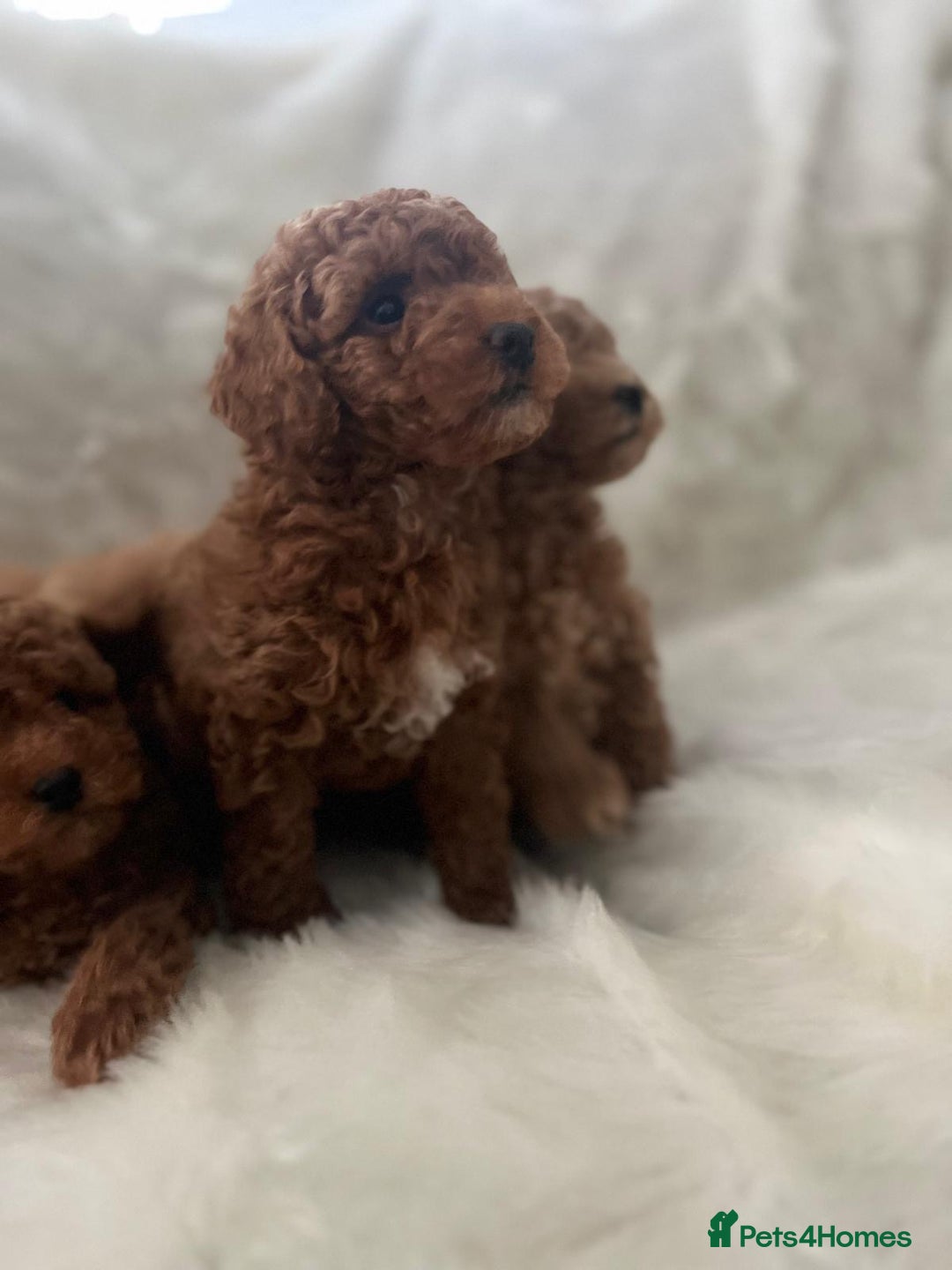 Cavapoo dogs for sale: Mixed litter of adorable cavapoo puppies - Advert 7