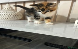 British Longhair cats for sale: Beautiful Fluffy Long-Haired British Tabby Kittens - Image 8