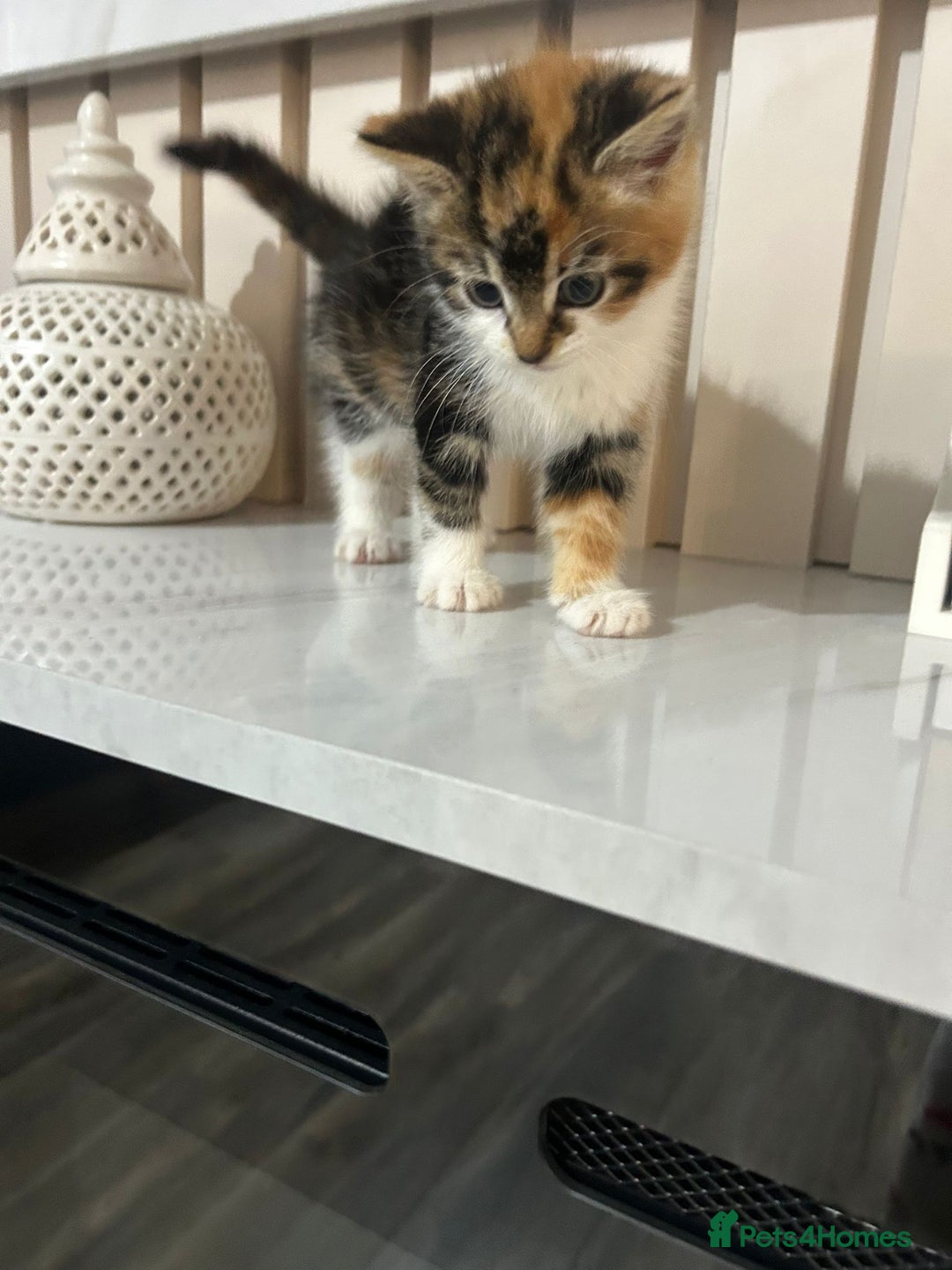 British Longhair cats for sale: Beautiful Fluffy Long-Haired British Tabby Kittens - Image 8