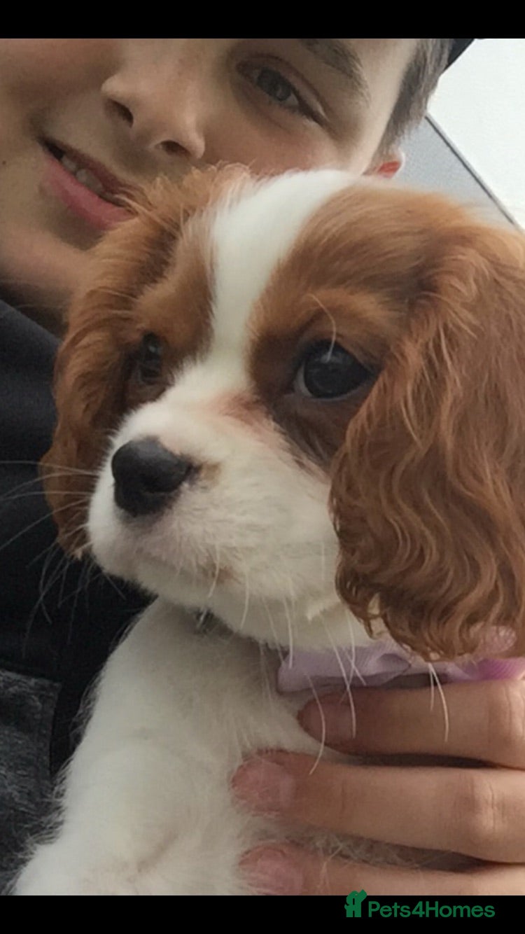 Cavapoo dogs Now fully vaccinated ready for walking  - Advert 2