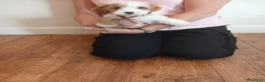 Cockapoo 7